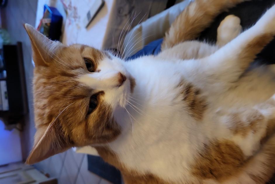 Alerte Disparition Chat  Mâle , 2 ans Senarclens Suisse