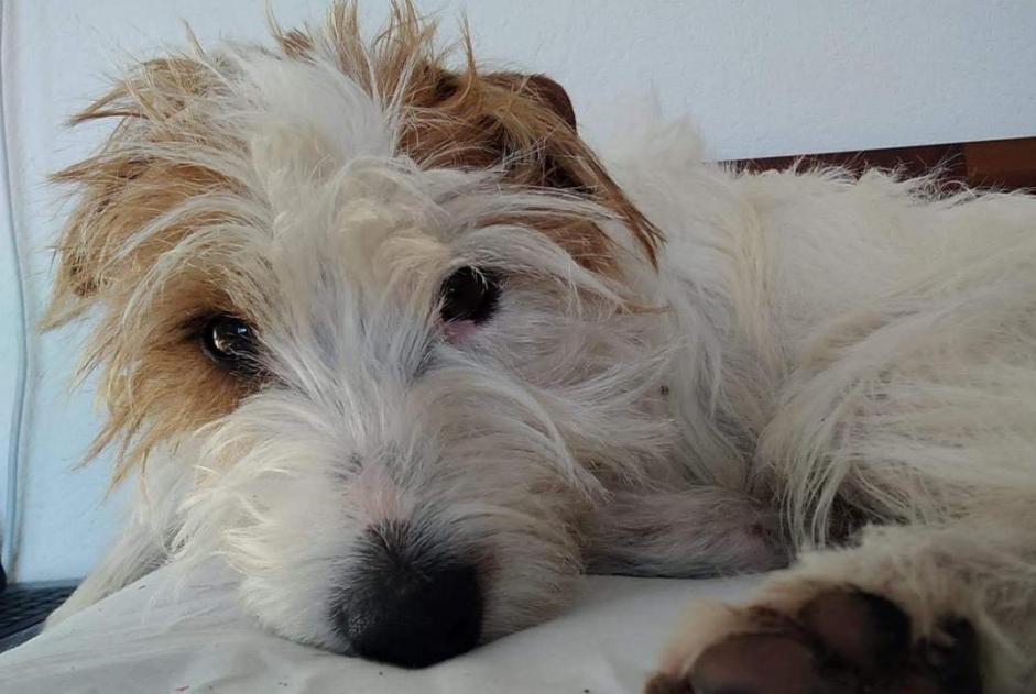 Alerte Disparition Chien  Mâle , 10 ans Ville-la-Grand France