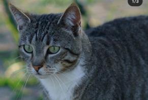 Alerte Disparition Chat croisement Femelle , 9 ans Cañada del Trigo Espagne