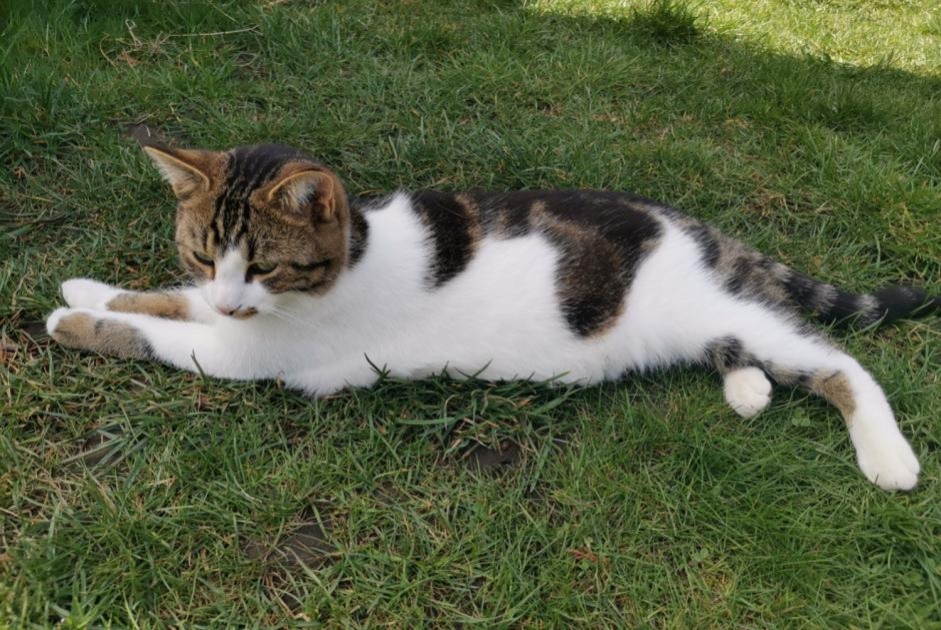 Alerte Disparition Chat Mâle , 5 ans La Rippe Suisse