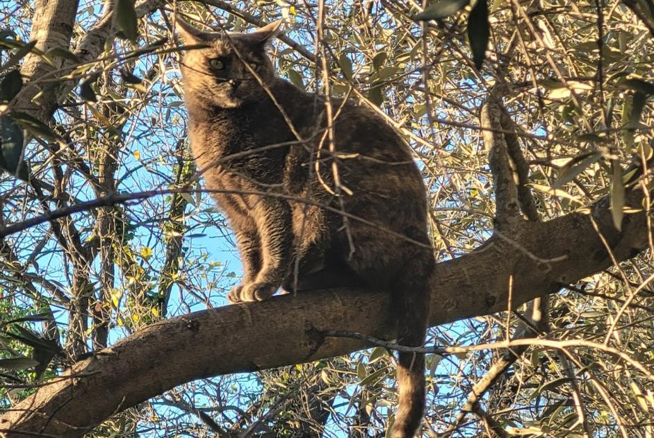 Alerte Disparition Chat Femelle , 3 ans La Garde France