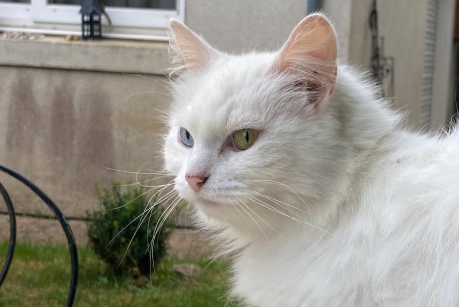 Alerte Disparition Chat Femelle , 8 ans Couture France