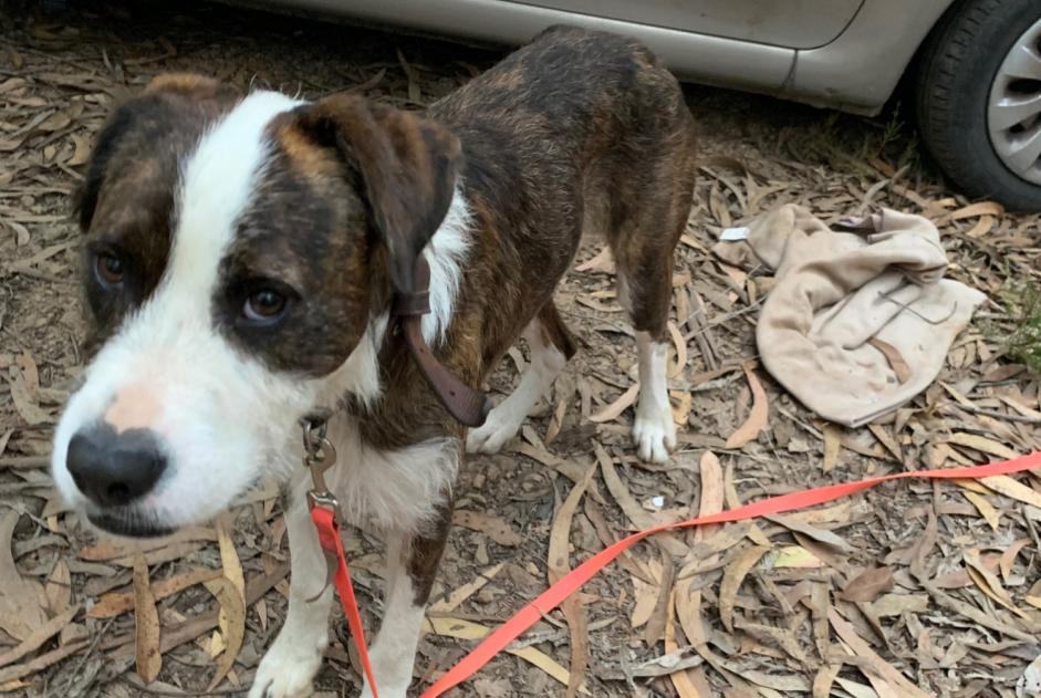 Alerte Découverte Chien croisement Mâle Folgosa Portugal