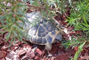 Alerte Découverte Tortue Inconnu Trouillas France