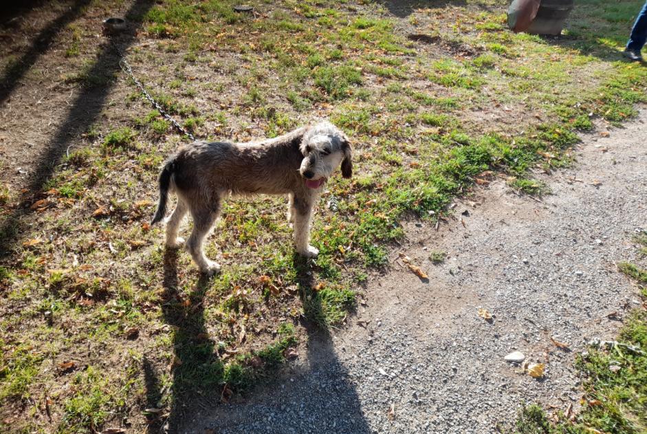 Alerte Découverte Chien Mâle Mison France