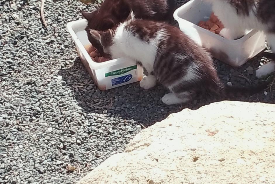 Alerte Découverte Chat Femelle Boé France