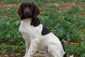 Alerte Disparition Chien  Femelle , 1 ans Bazemont France