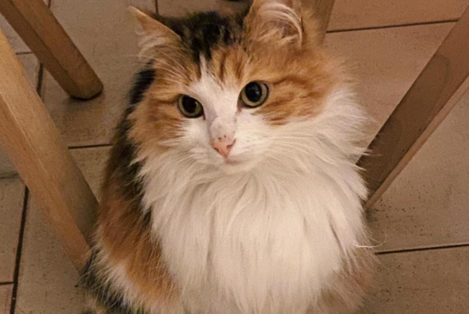 Alerte Disparition Chat Femelle , 6 ans Awans Belgique