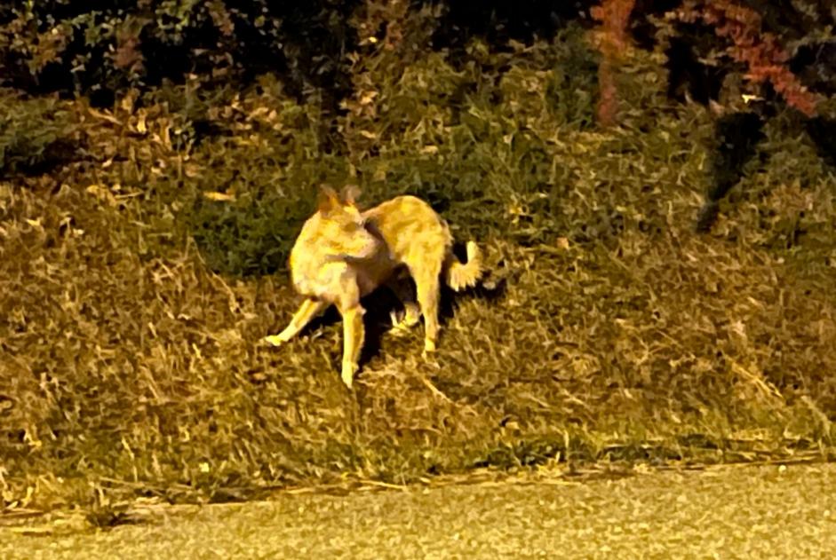 Alerte Découverte Chien  Inconnu Carcassonne France