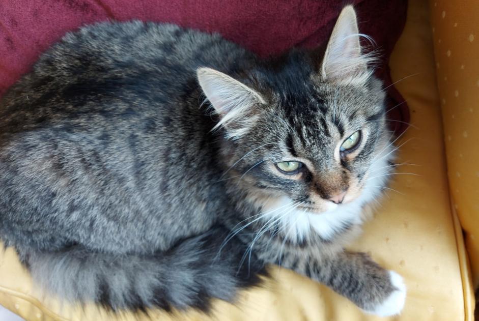 Alerte Disparition Chat Mâle , 1 ans Flers France