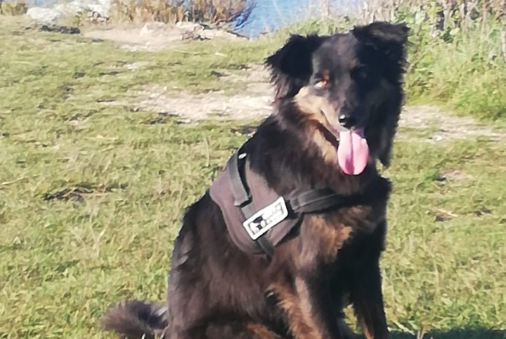 Alerte Disparition Chien croisement Mâle , 3 ans Languidic France