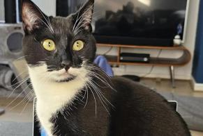 Alerte Disparition Chat Mâle , 1 ans Forest Belgique