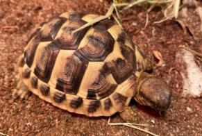 Alerte Disparition Tortue Femelle , 2024 ans Frouzins France