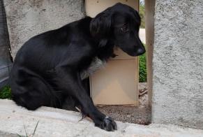 Alerte Découverte Chien Femelle Cuttoli-Corticchiato France