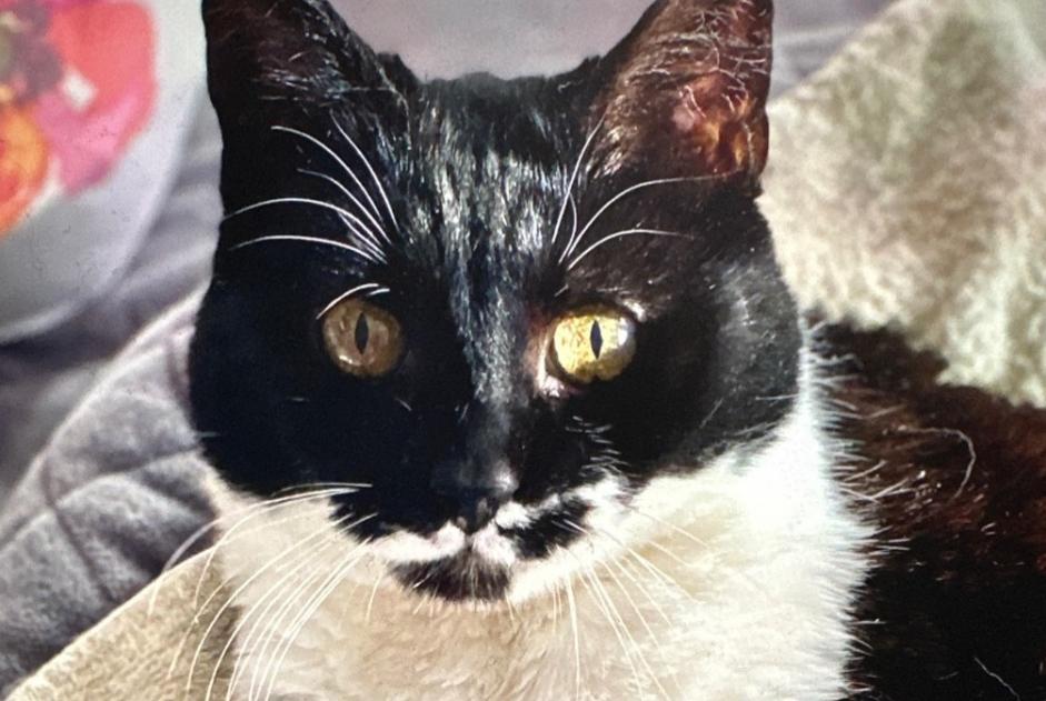 Alerte Disparition Chat Femelle , 13 ans Thônex Suisse