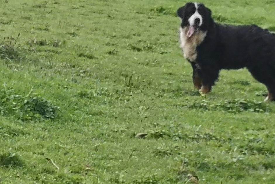 Alerte Disparition Chien  Femelle , 71 ans Beyssac France