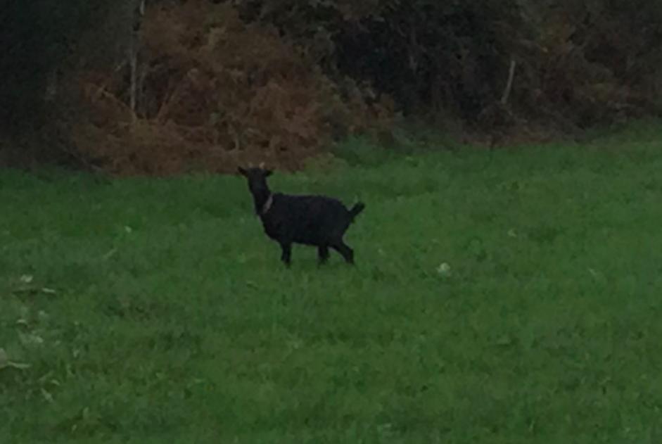 Alerte Découverte Chèvre Femelle Vire-Normandie France