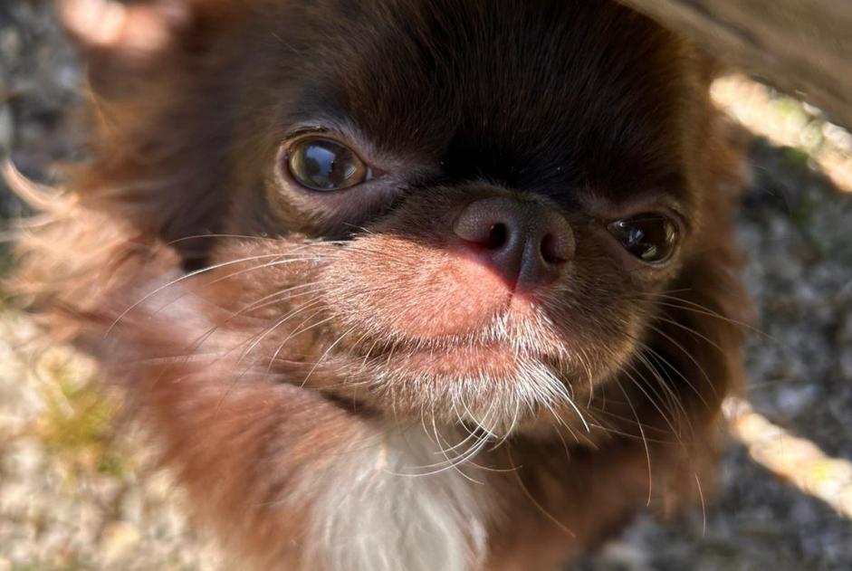 Alerte Disparition Chien croisement Mâle , 1 ans Villiers-sur-Marne France