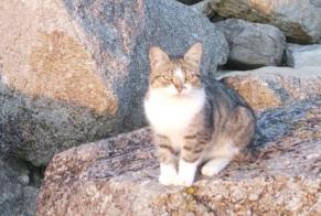 Alerte Découverte Chat Femelle Plounéour-Brignogan-plages France