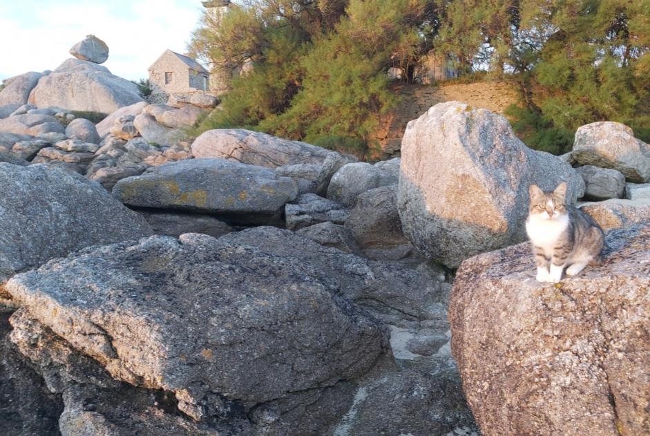 Alerte Découverte Chat Femelle Plounéour-Brignogan-plages France