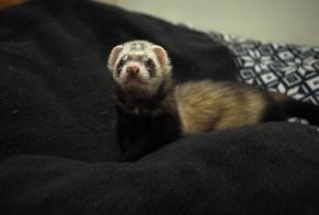 Alerte Disparition Autre ferret Mâle , 2024 ans Charmont-en-Beauce France