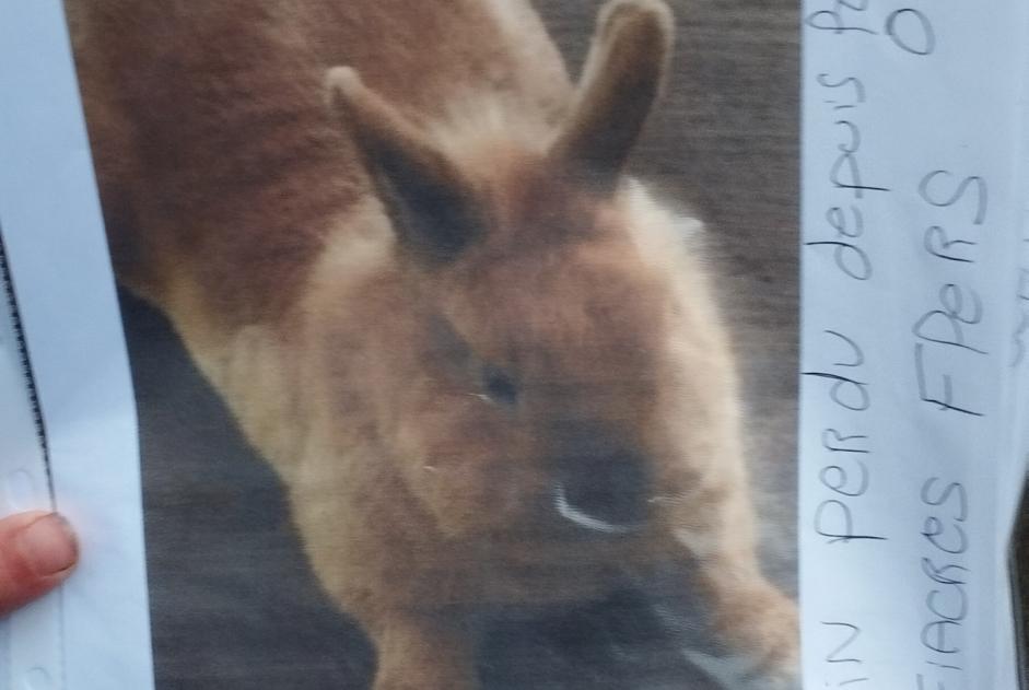 Alerte Disparition Lapin Mâle , 2025 ans Villeneuve-d'Ascq France