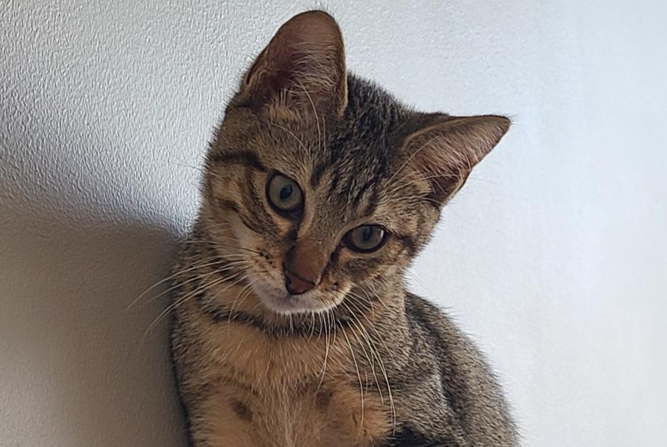 Alerte Disparition Chat Mâle , 1 ans Valence France