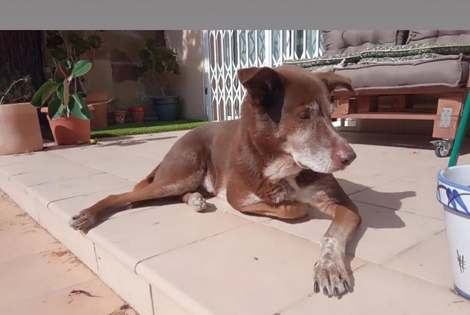 Alerte Disparition Chien croisement Mâle , 9 ans Collbató Espagne