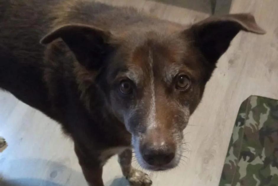 Alerte Disparition Chien croisement Mâle , 9 ans Collbató Espagne