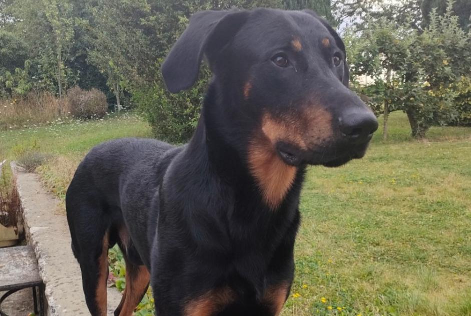 Alerte Disparition Chien  Mâle , 3 ans Melun France