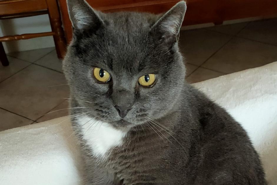 Alerte Disparition Chat croisement Mâle , 7 ans Chevilly France