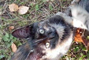 Alerte Disparition Chat Femelle , 1 ans Bains-sur-Oust France