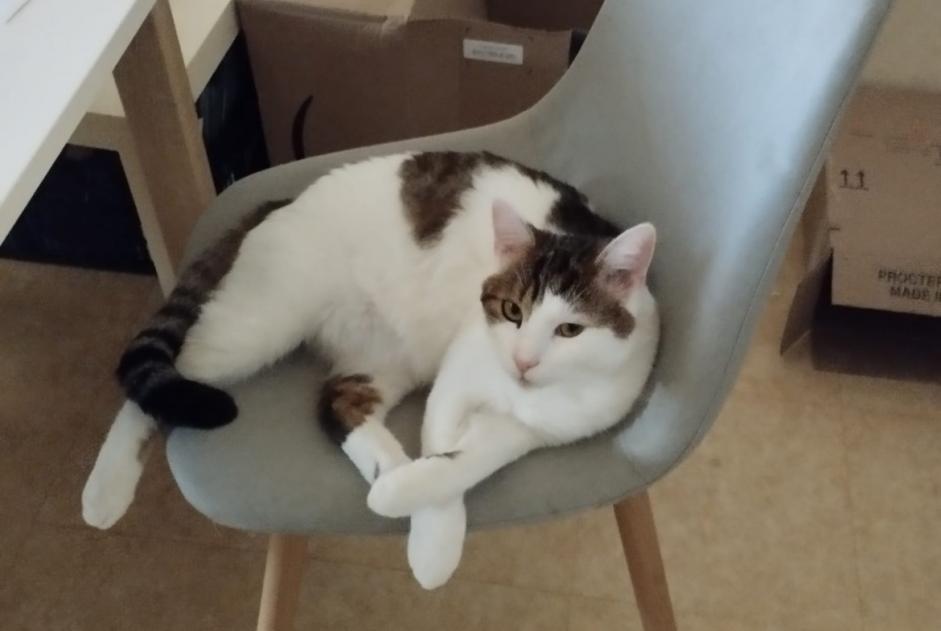 Alerte Disparition Chat  Mâle , 1 ans Blainville-sur-Orne France