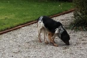 Alerte Découverte Chien Mâle Zutkerque France