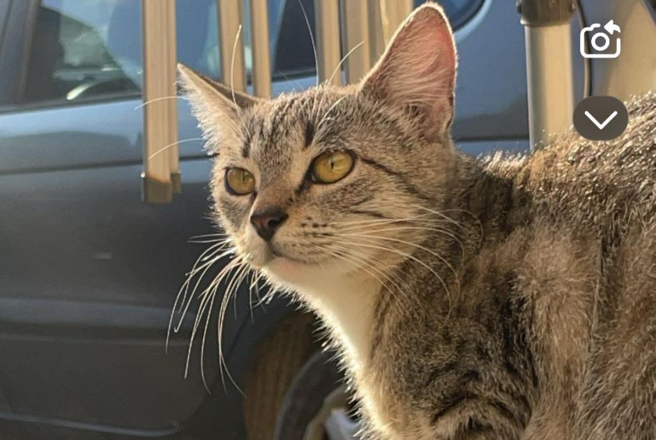 Alerte Disparition Chat Femelle , 1 ans Troyes France