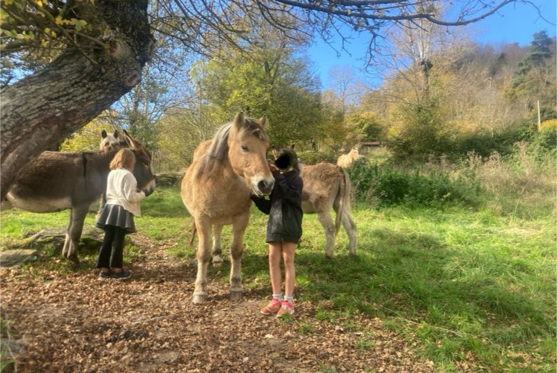 Alerte Disparition Cheval Mâle , 2024 ans Retournac France