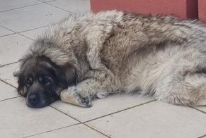 Alerte Disparition Chien  Femelle , 8 ans Benisa Espagne