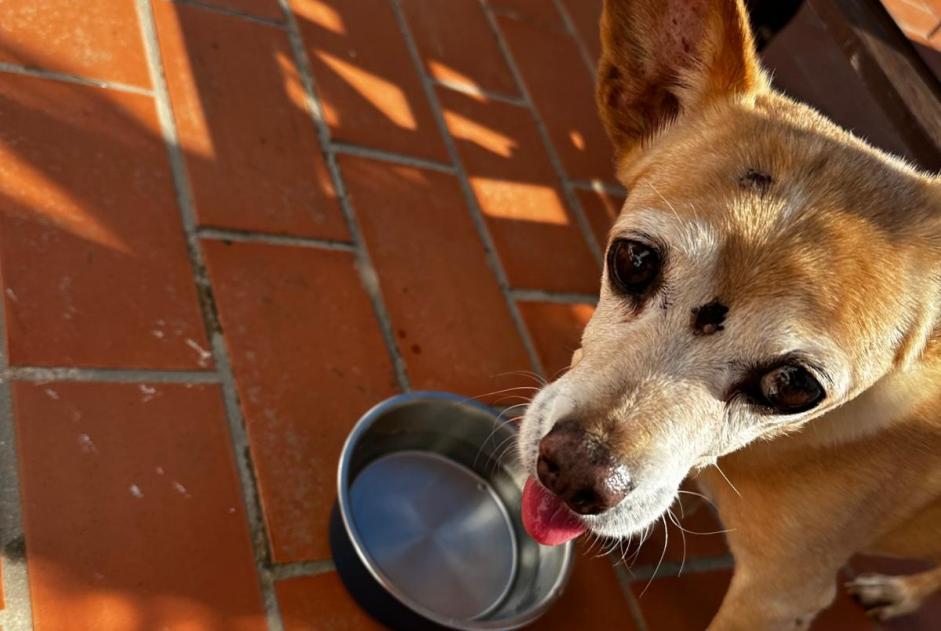 Alerte Découverte Chien croisement Mâle Can Furnet Espagne