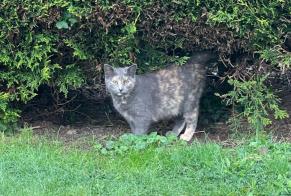 Alerte Découverte Chat Femelle La Roche-sur-Yon France