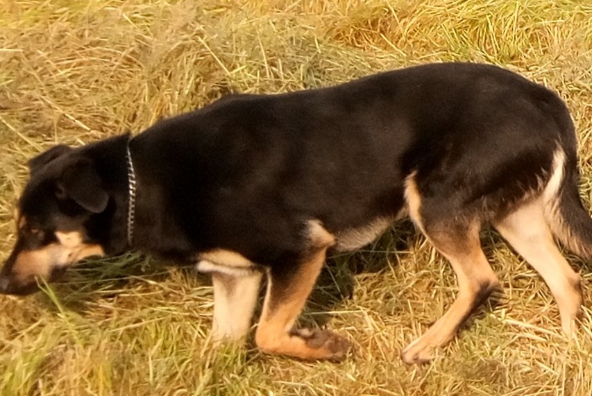 Alerte Disparition Chien croisement Mâle , 4 ans La Bazouge-de-Chéméré France