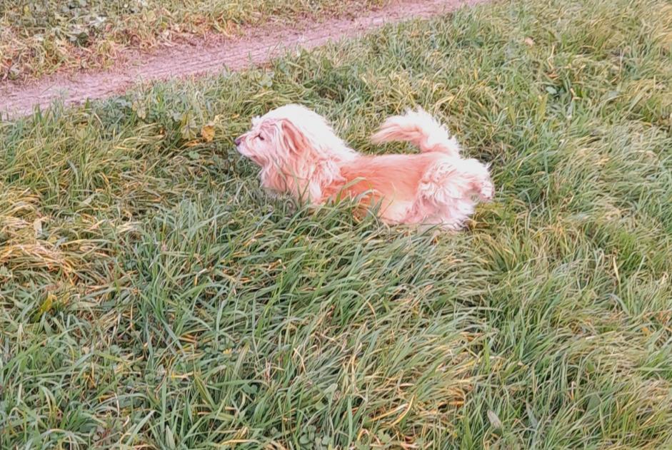 Alerte Découverte Chien croisement Mâle Poulx France