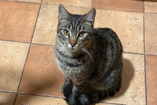 Alerte Disparition Chat croisement Mâle , 1 ans Les Pennes-Mirabeau France