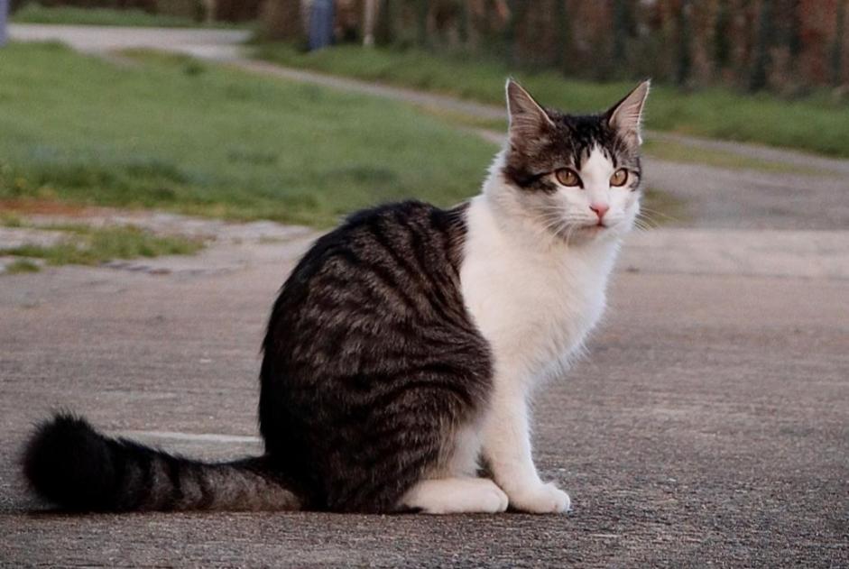 Alerte Disparition Chat croisement Mâle , 3 ans Ploubazlanec France