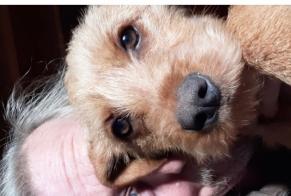 Alerte Disparition Chien  Femelle , 1 ans Seyssel France