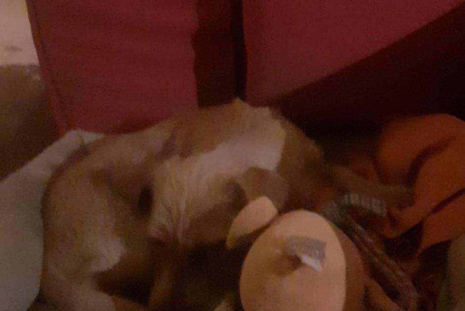 Alerte Disparition Chien  Femelle , 1 ans Seyssel France