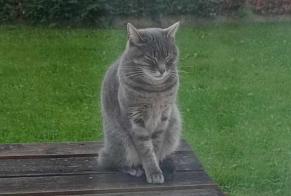 Alerte Disparition Chat  Femelle , 11 ans Lescar France