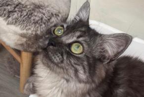 Alerte Disparition Chat  Mâle , 7 ans Rochefort-Samson France