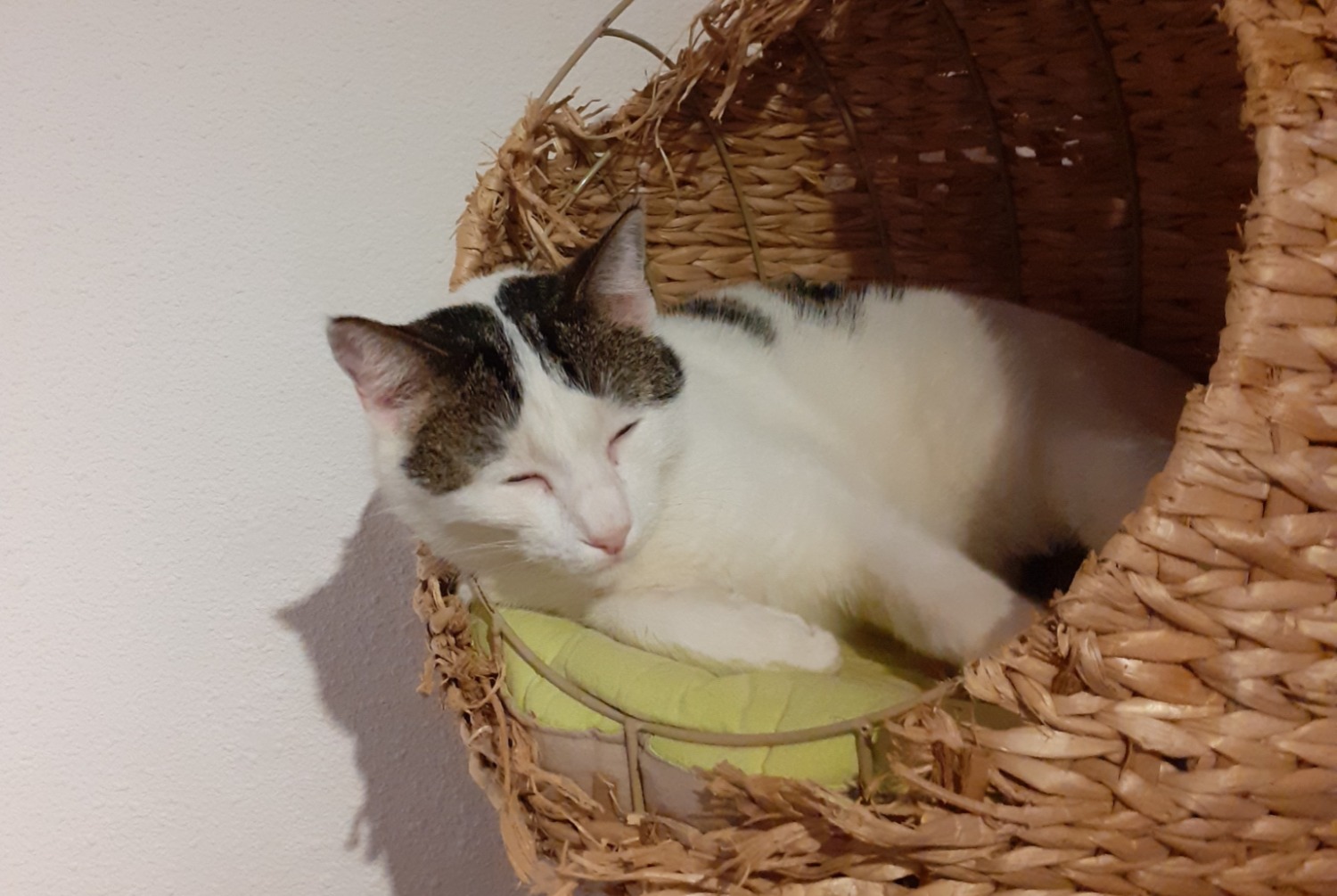 Alerte Disparition Chat croisement Mâle , 5 ans Saint-Sulpice-la-Pointe France