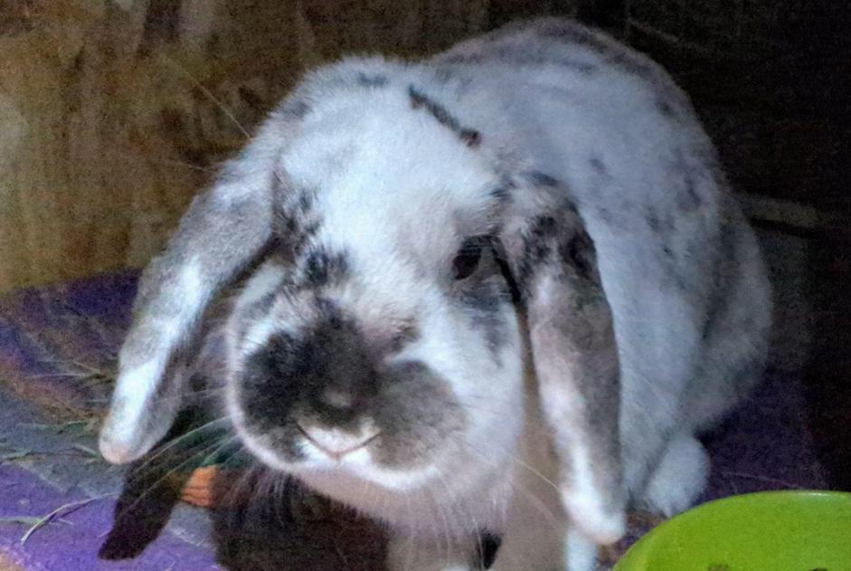 Alerte Découverte Lapin Femelle Toulon France