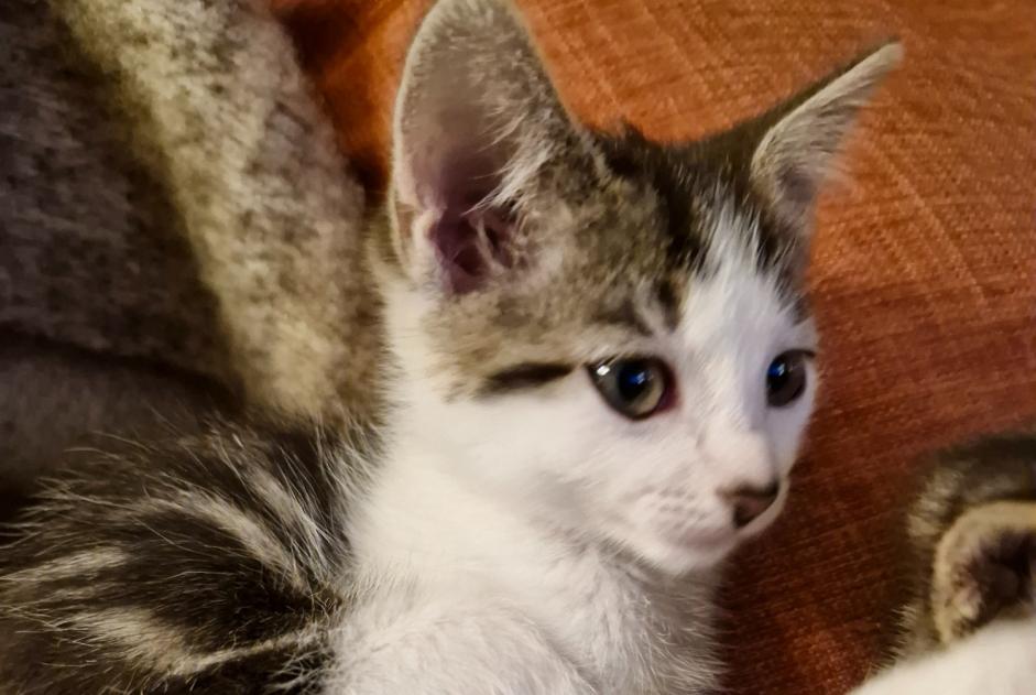 Alerte Disparition Chat Femelle , 1 ans Gouesnou France